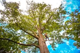 Best Leaf Removal  in Spring Valley Lake, CA