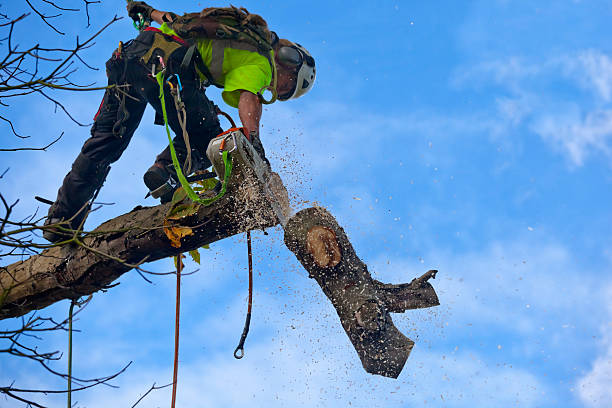 Spring Valley Lake, CA Tree Services Company